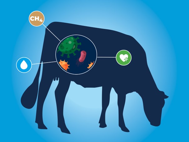 La longévité productive des vaches laitières déterminée grâce à un simple kit de dépistage