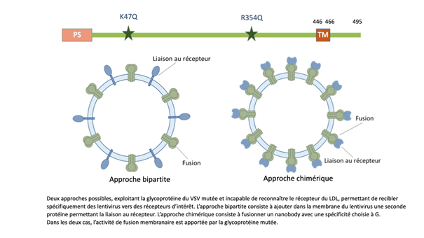 La glycoprotéine G du VSV, levier d’une nouvelle génération de thérapies